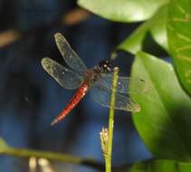 Plancia ëd Lyriothemis acigastra (Selys 1878)