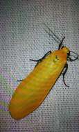 Image of orange footman