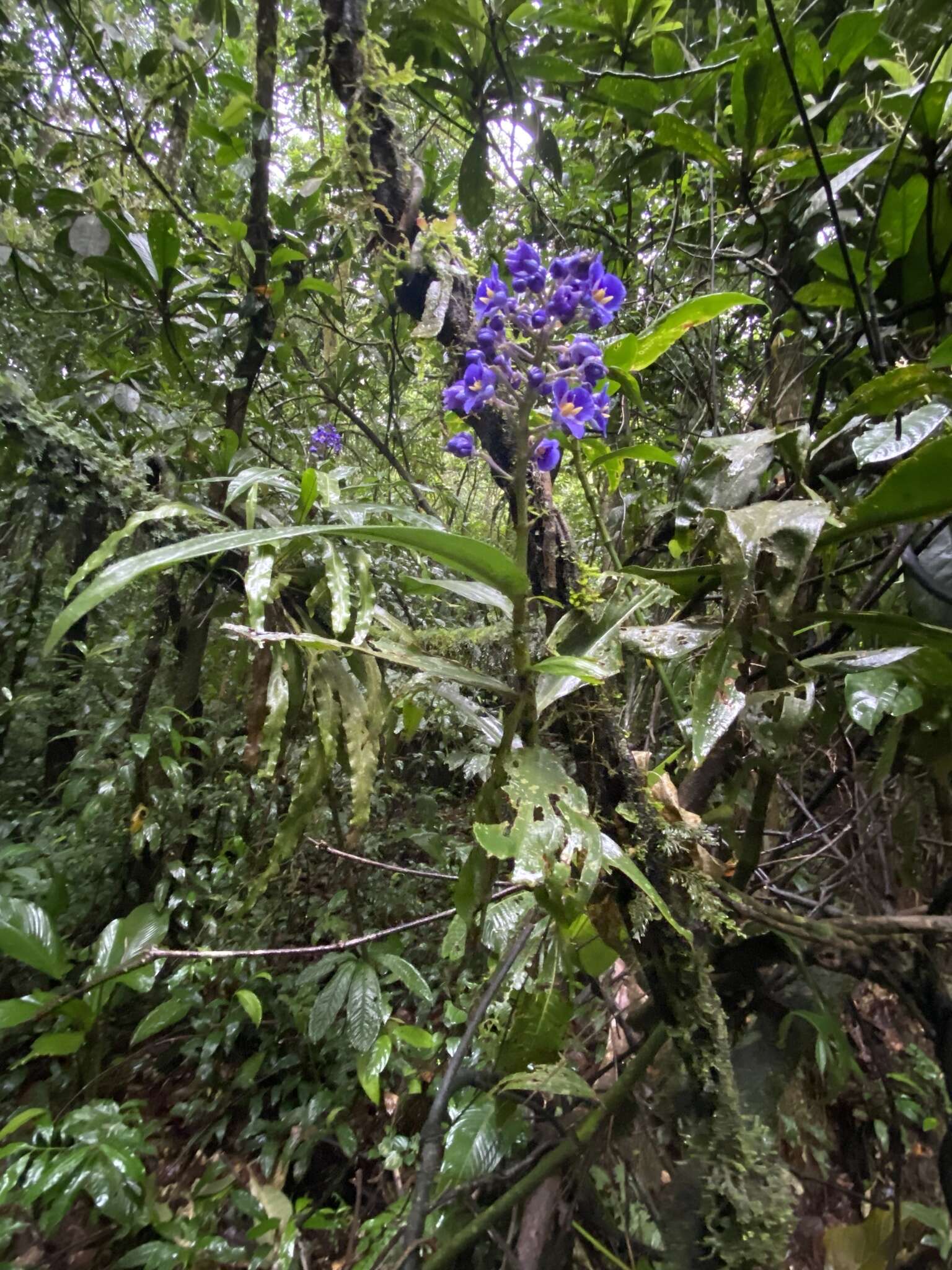 Image of Blue ginger