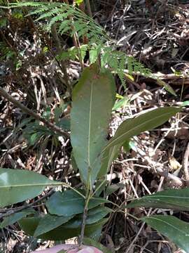 Image of Doryphora sassafras Endl.