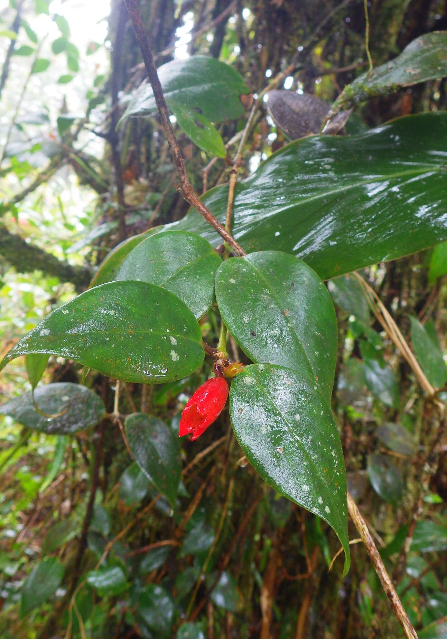 Image of Aeschynanthus rhododendron Ridley