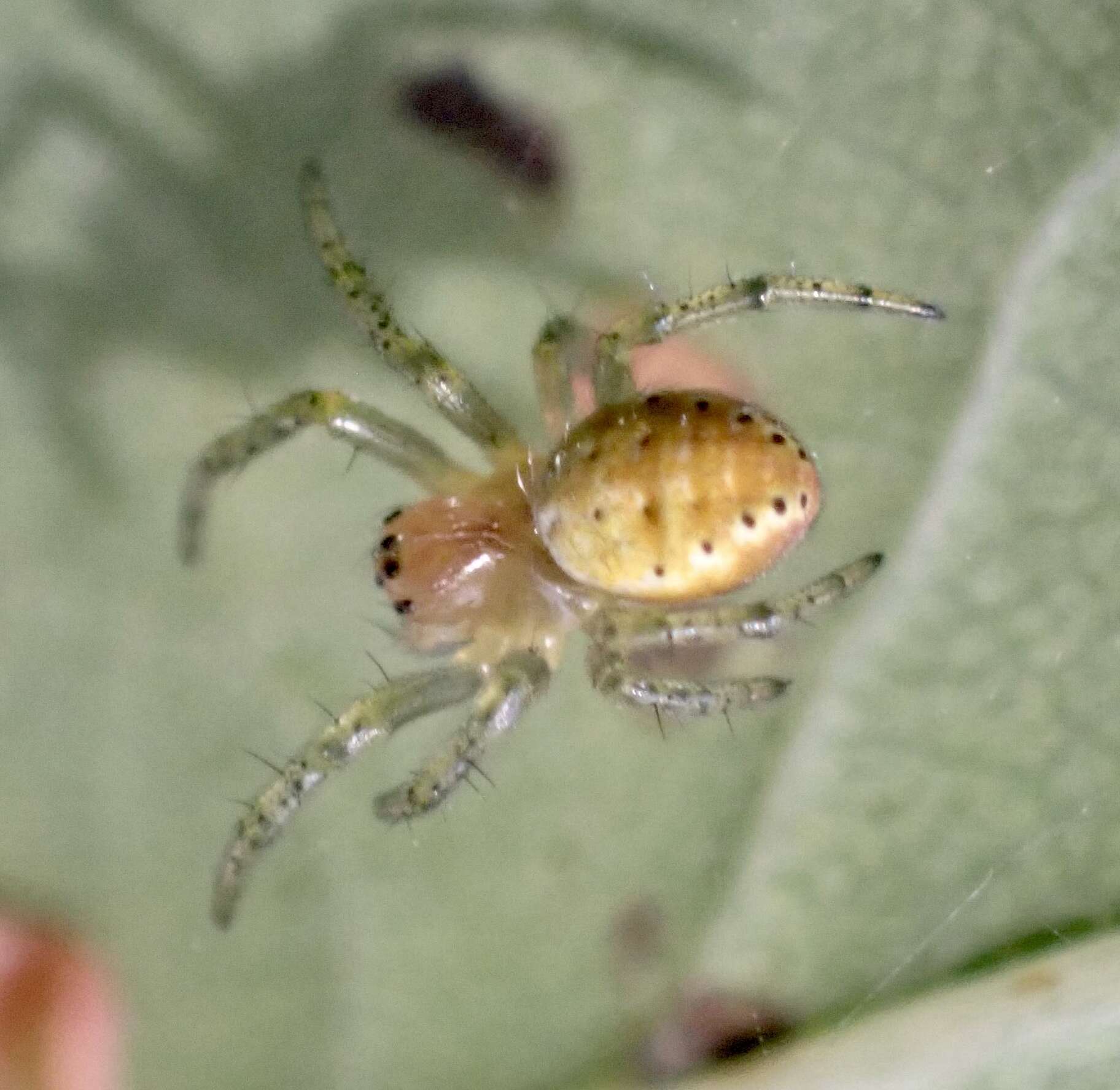 Image of Araniella opisthographa (Kulczyński 1905)