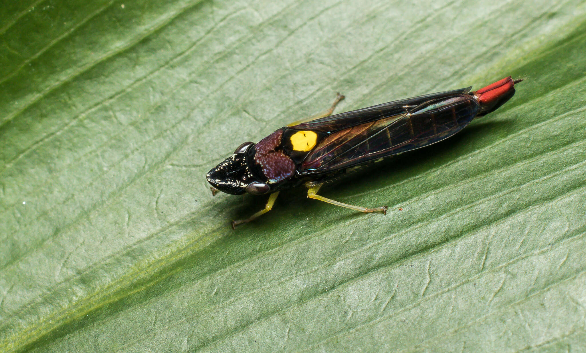 Слика од Acrogonia nigriceps (Signoret 1855)