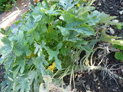 Image of field pumpkin