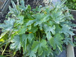 Image of field pumpkin