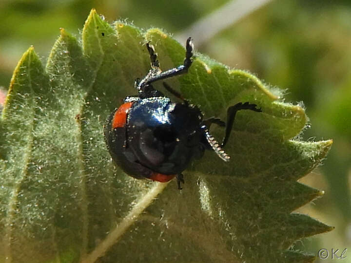 Image de Saxinis (Boreosaxinis) saucia J. L. Le Conte 1857