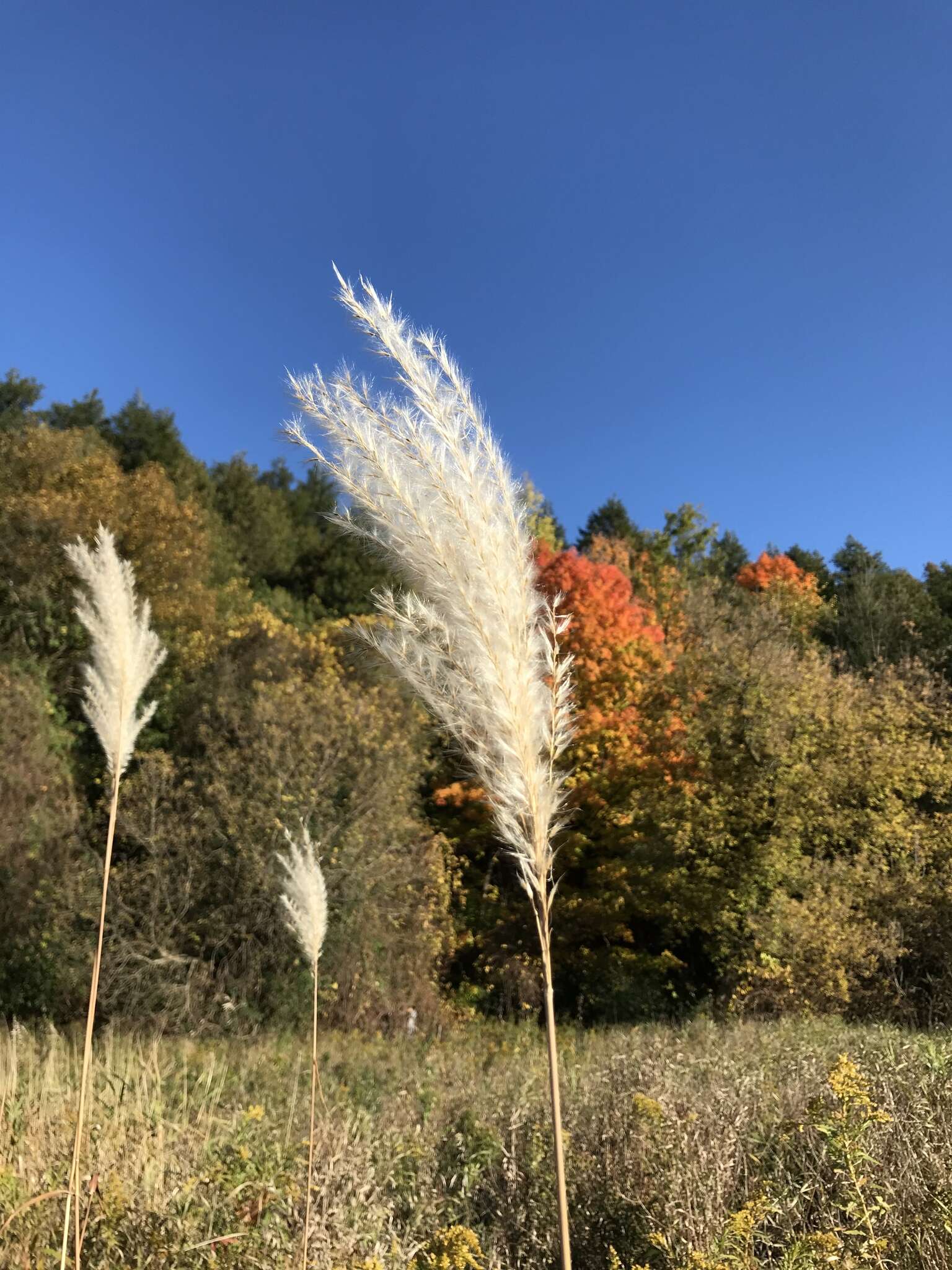 Imagem de Miscanthus sacchariflorus (Maxim.) Benth. & Hook. fil. ex Franch.