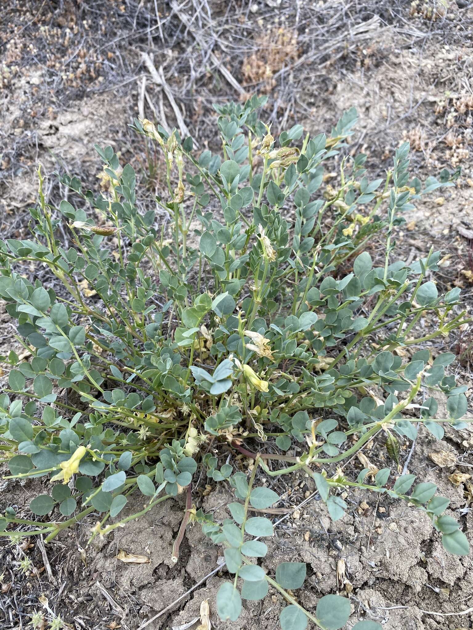 Imagem de Astragalus beckwithii var. weiserensis M. E. Jones