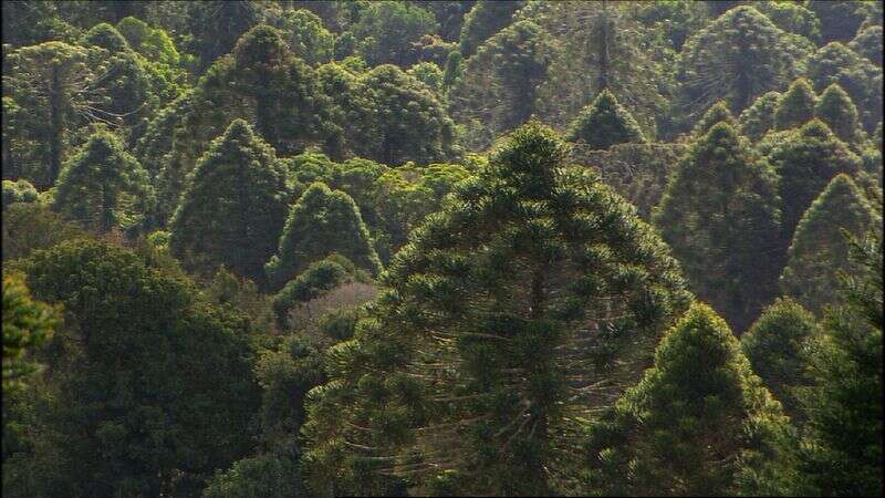 Image de Araucaria bidwillii Hook.