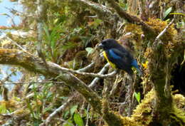 Image de Tangara à cape noire