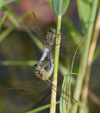 Image of Black-tailed Skimmer