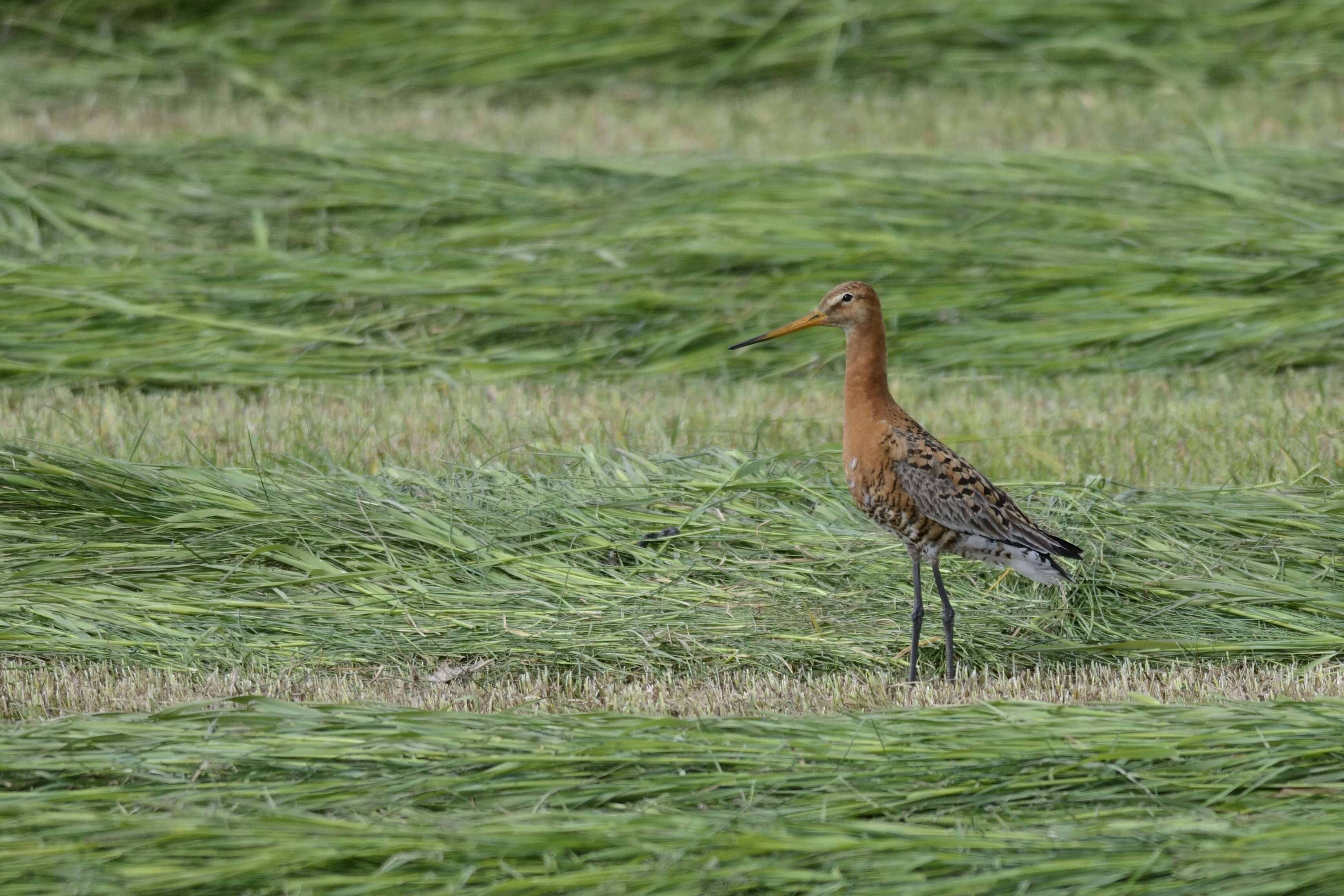 Image of Black-tailed Godwit