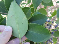 Image of glossy privet