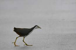 Image of White-breasted Waterhen