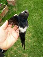 Image of African White-rumped Swift