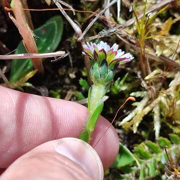 Oritrophium limnophilum (Sch. Bip.) Cuatrec.的圖片