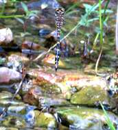 Image of Twin-Spotted Spiketail