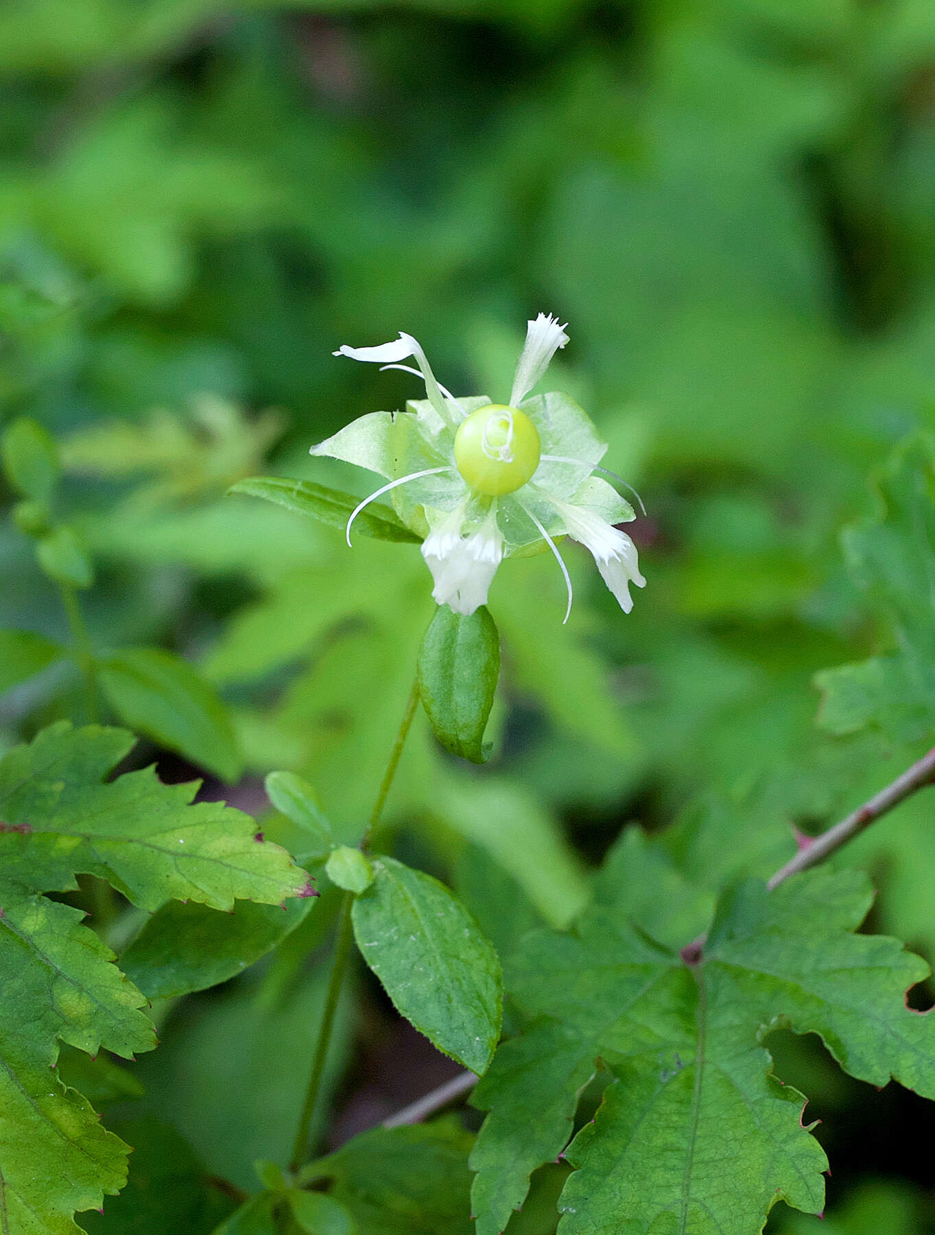 Слика од Silene baccifera (L.) Roth