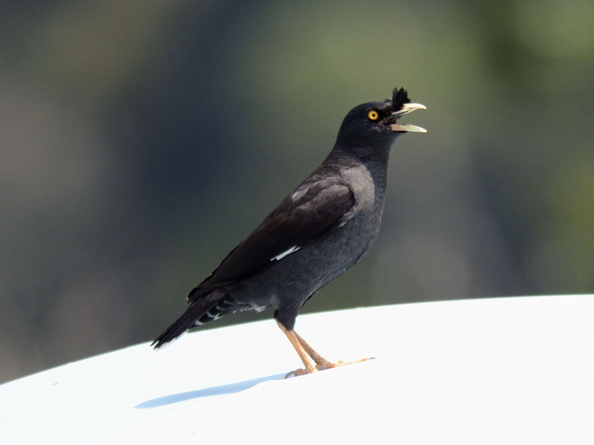 Image of Crested Myna