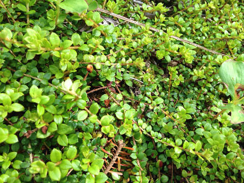 Image of creeping snowberry