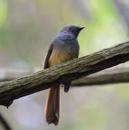 Image of Blue-headed Fantail