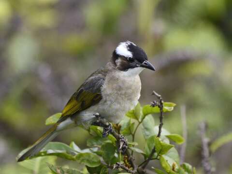 Image of Light-vented Bulbul