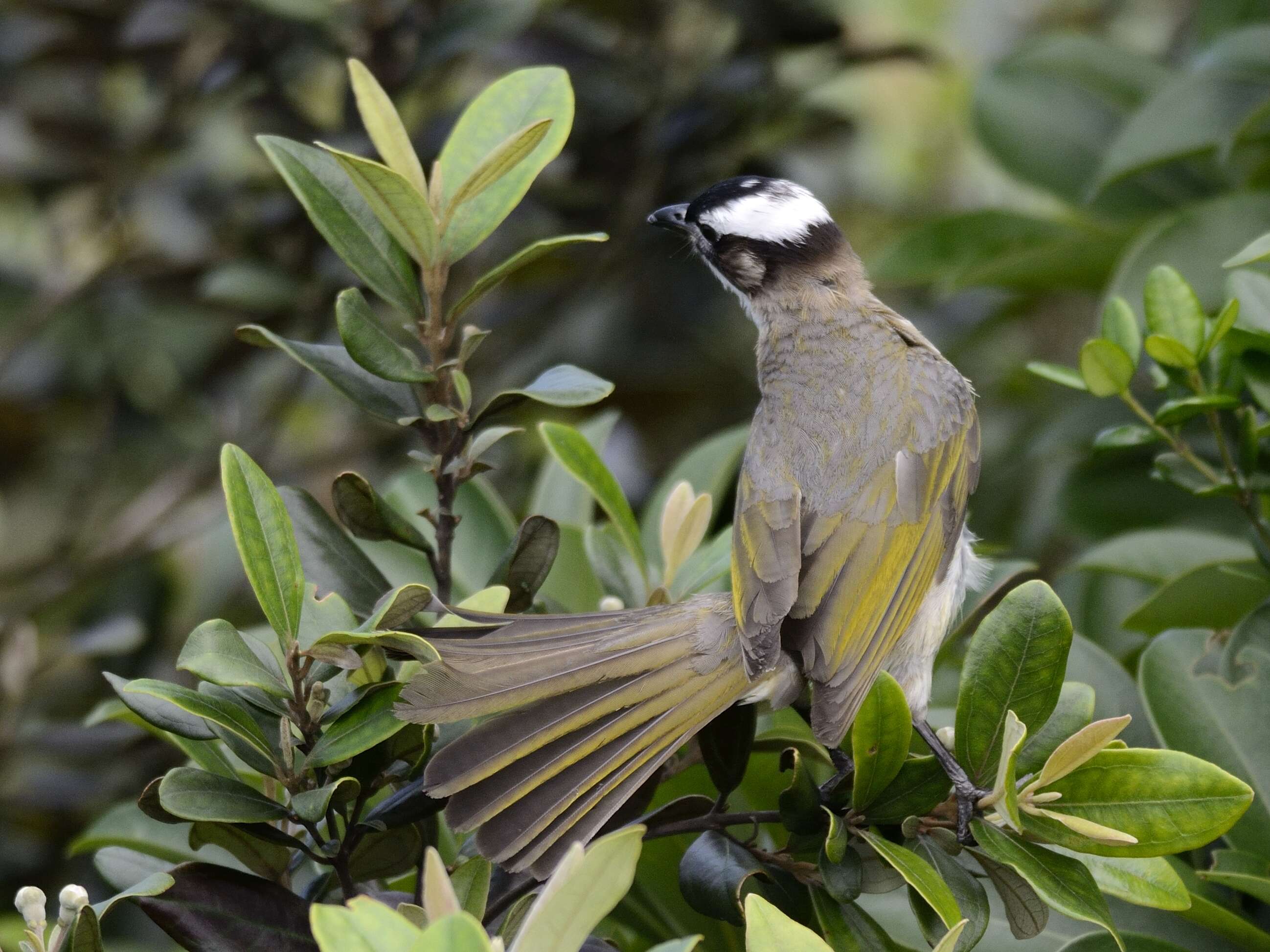 Image of Light-vented Bulbul