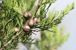 Image of Black Cypress-pine