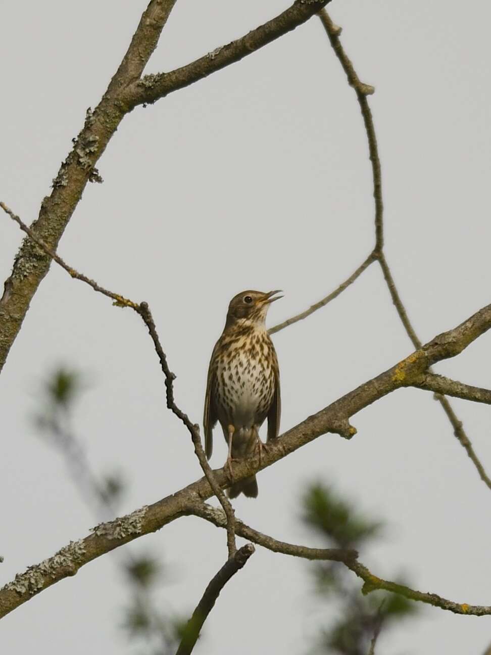 Image of Song Thrush