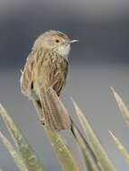 Image of Graceful Prinia