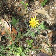 Image of rockyscree false goldenaster