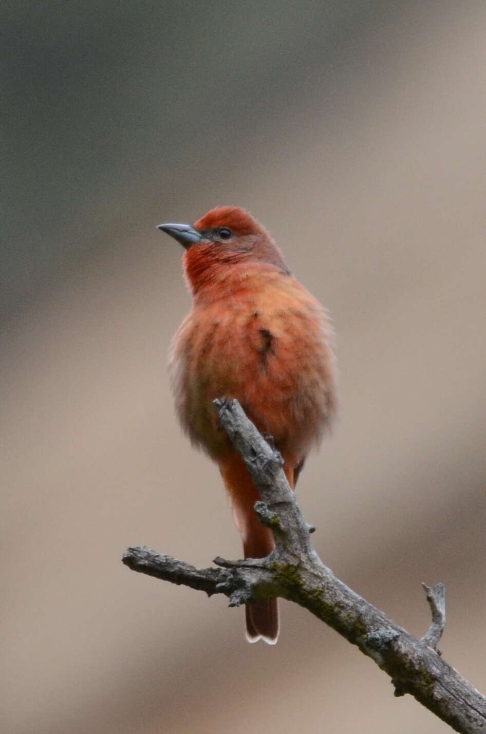 Image of Summer Tanager