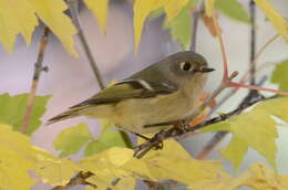 Image of goldcrests and kinglets