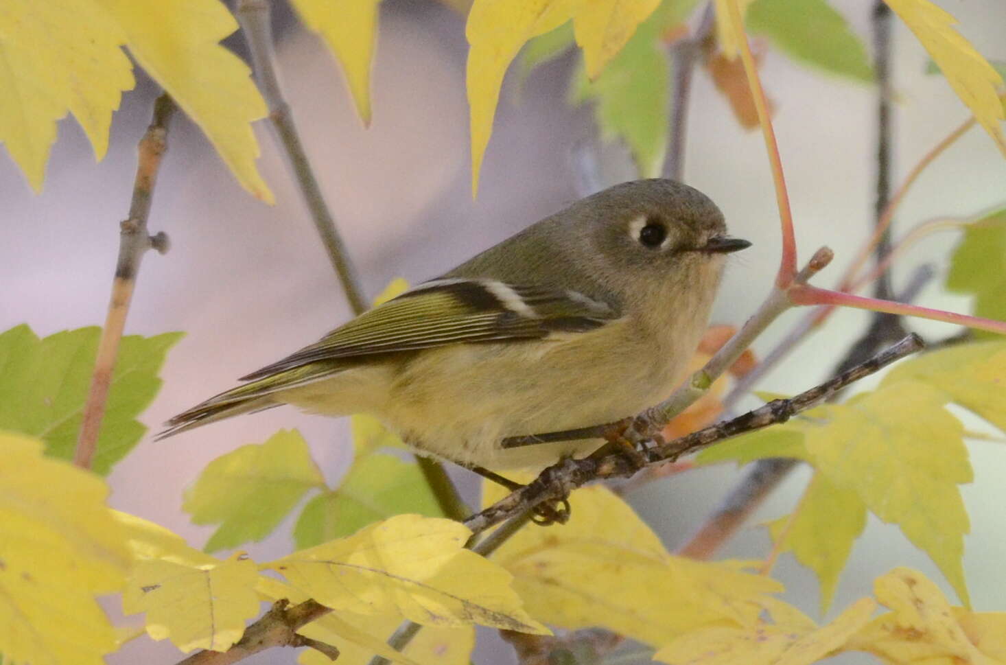 Image of goldcrests and kinglets