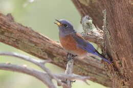 Image of Western Bluebird