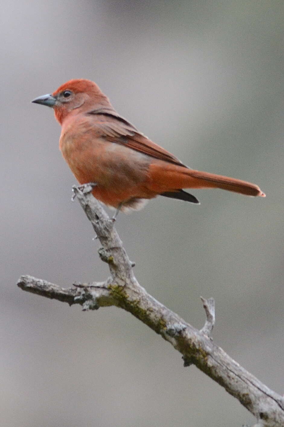 Imagem de Sanhaçu-vermelho