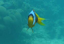 صورة Amphiprion latifasciatus Allen 1972