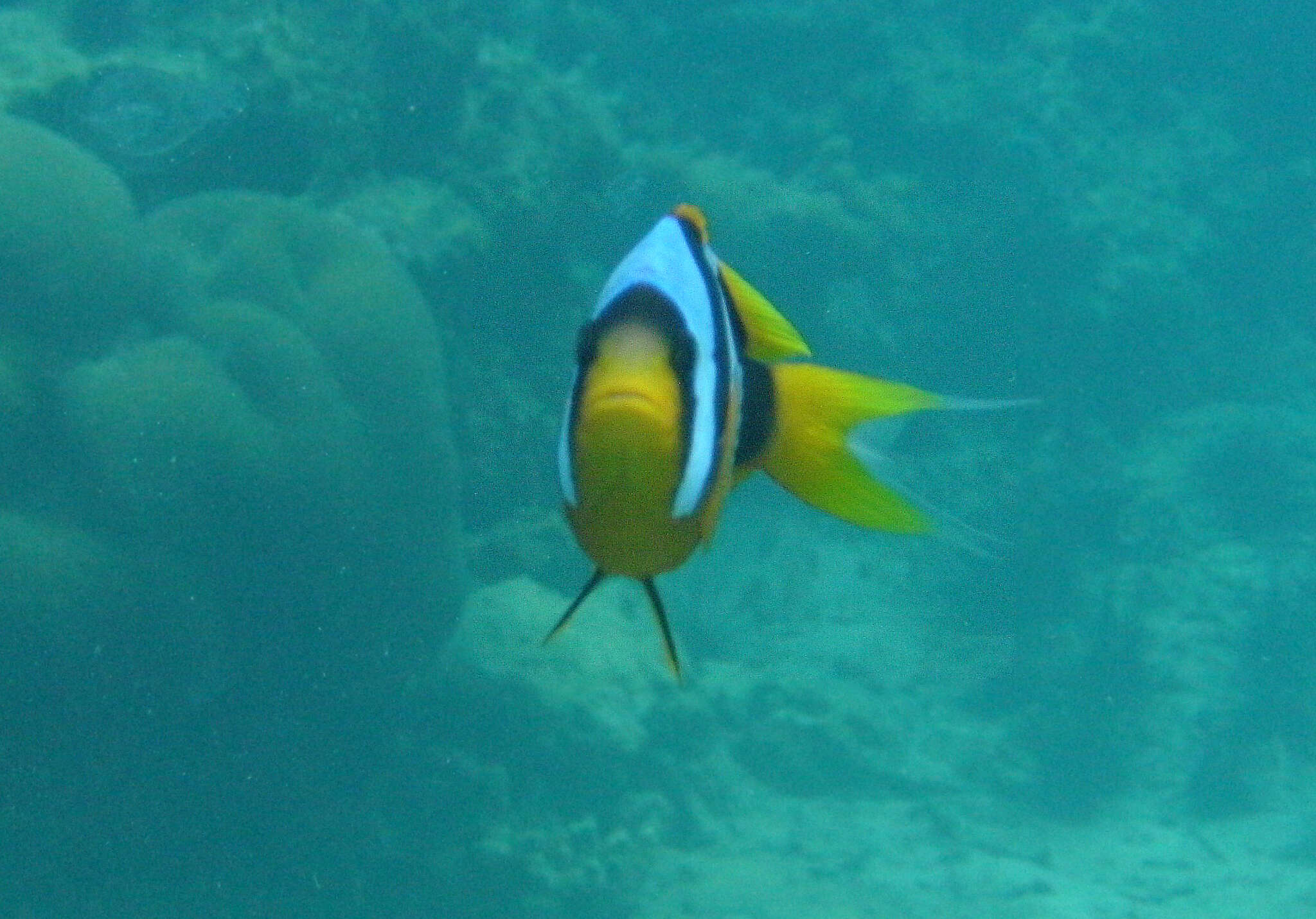 صورة Amphiprion latifasciatus Allen 1972