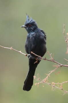 Image of Phainopepla Baird & SF 1858