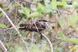 Image of White-tailed Nightjar