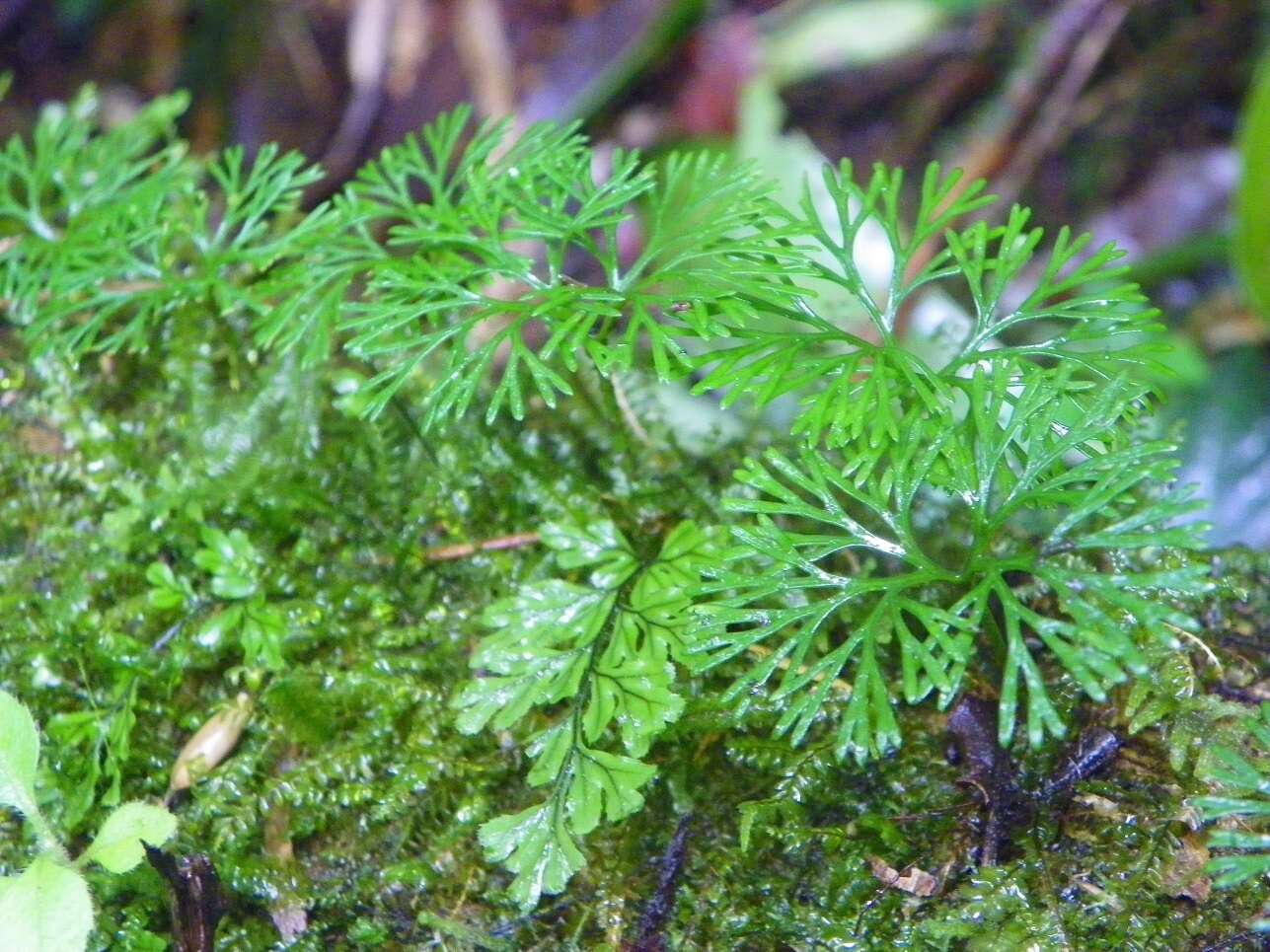 Image de Elaphoglossum peltatum (Sw.) Urb.