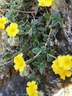 Image of Hoary Rock-rose