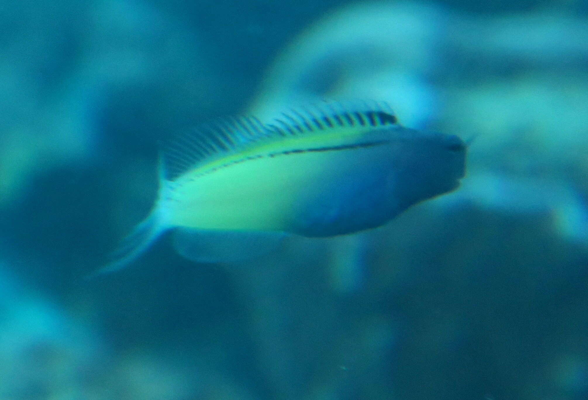 Image of Blackline Fangblenny