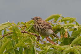 Image of Tree Pipit