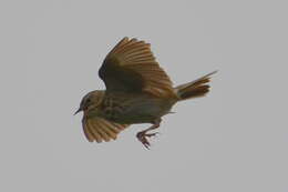 Image of Tree Pipit