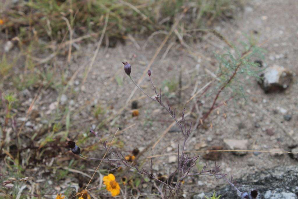 Image of Porophyllum linaria (Cav.) DC.