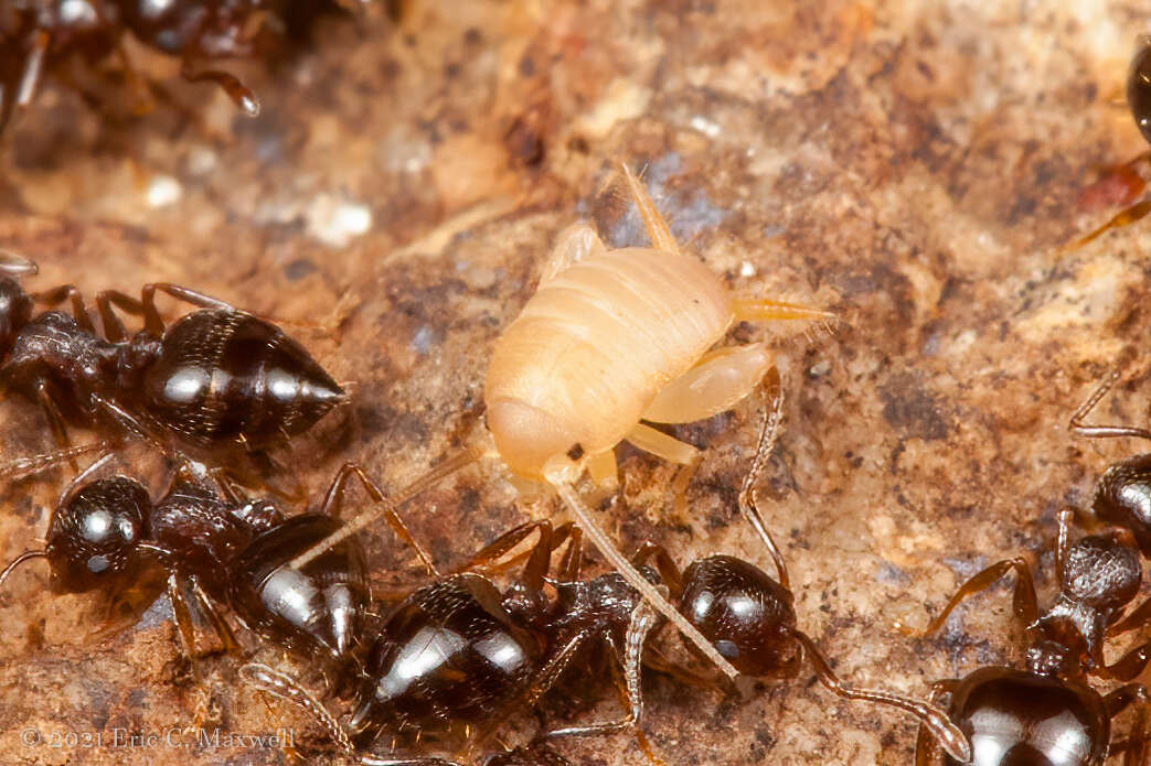 Image de Myrmecophilus (Myrmecophilus) manni Schimmer 1911