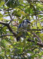 Image of Magpie-jay