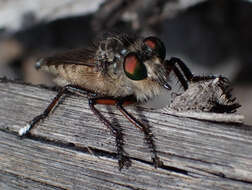 صورة Promachus palmensis Frey 1936