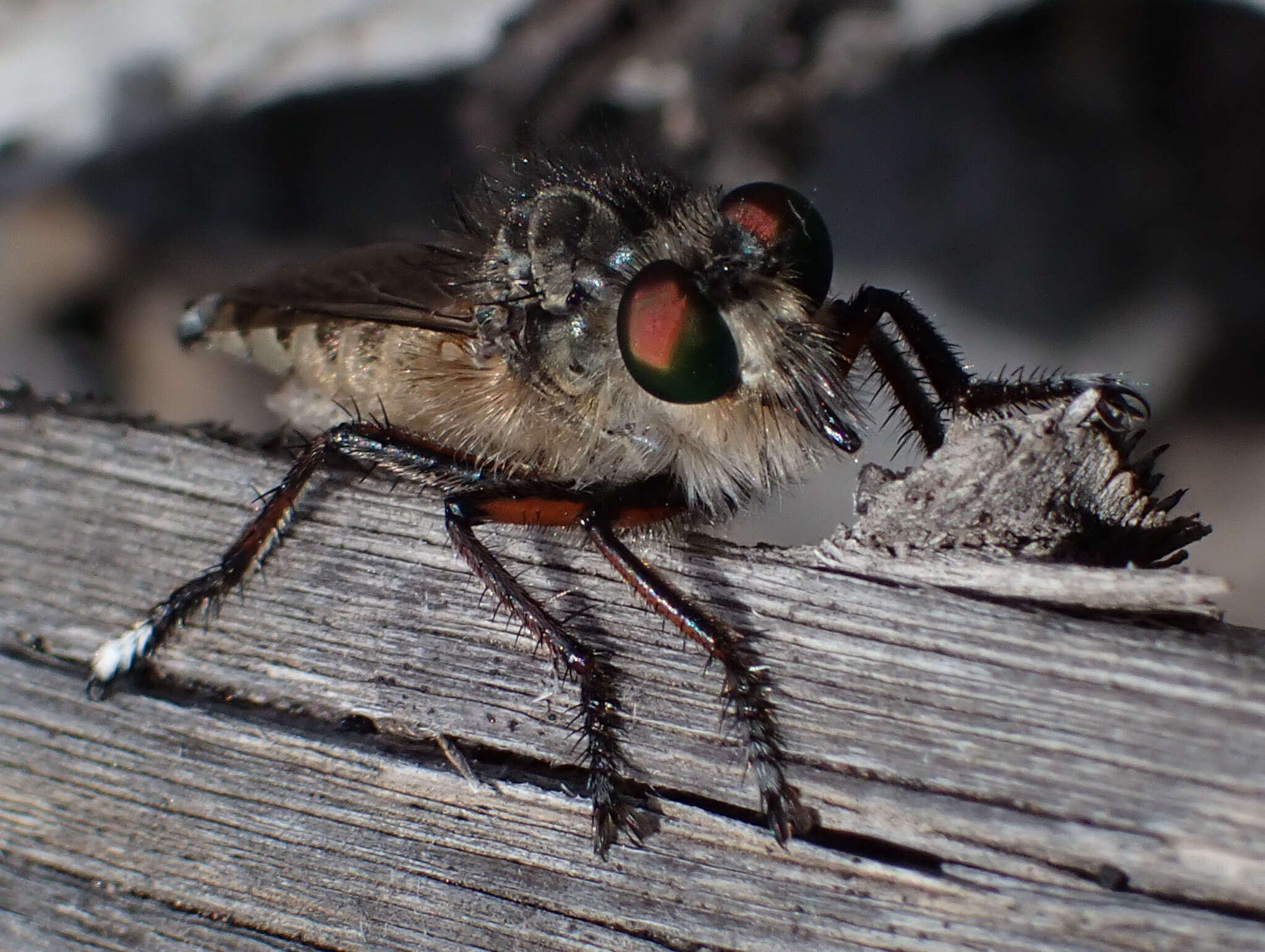 صورة Promachus palmensis Frey 1936